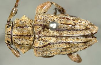 Media type: image;   Entomology 19704 Aspect: habitus lateral view 3